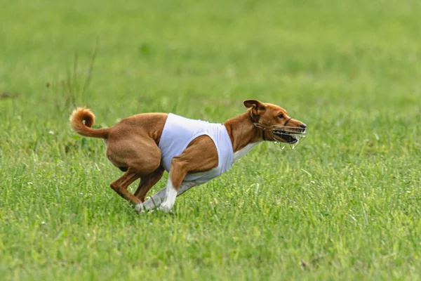 Dog Running Fast Green Field Lure Coursing Competition — Stock Photo, Image