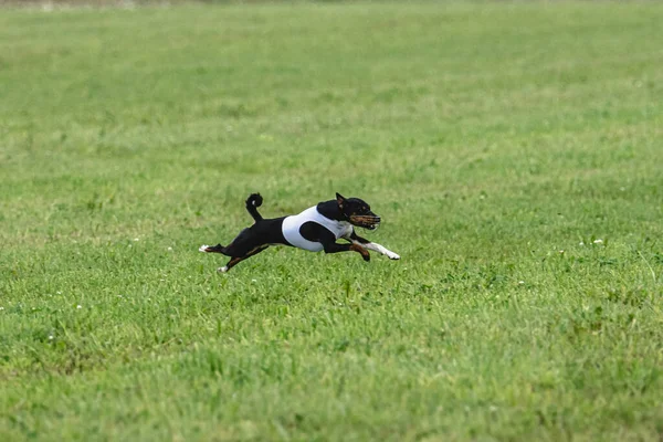 Σκύλος Τρέχει Γρήγορα Στο Πράσινο Πεδίο Στο Δέλεαρ Coursing Ανταγωνισμού — Φωτογραφία Αρχείου