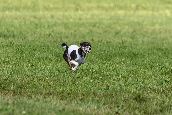 Yem Yarışmasında Köpek Yeşil Sahada Hızlı Koşuyor — Stok fotoğraf