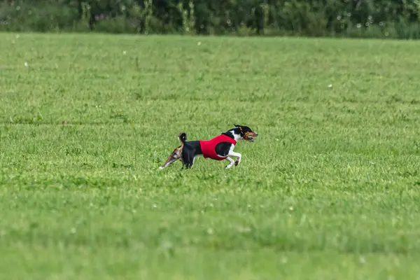 Dog running fast on green field at lure coursing competition