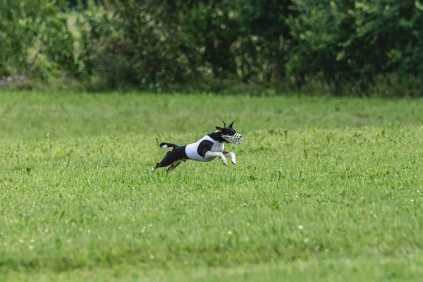 Σκύλος Τρέχει Γρήγορα Στο Πράσινο Πεδίο Στο Δέλεαρ Coursing Ανταγωνισμού — Φωτογραφία Αρχείου