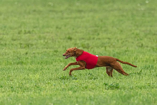 Yem yarışmasında köpek yeşil sahada hızlı koşuyor.