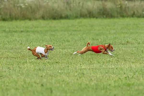 Hund Läuft Bei Lockkurs Wettbewerb Schnell Auf Der Grünen Wiese — Stockfoto