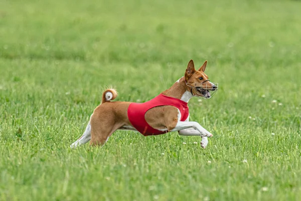 Yem yarışmasında köpek yeşil sahada hızlı koşuyor.