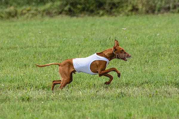 Hund Läuft Bei Lockkurs Wettbewerb Schnell Auf Der Grünen Wiese — Stockfoto