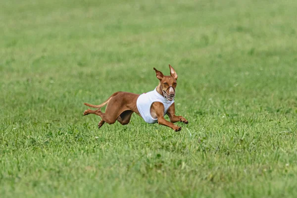 Hund Løper Fort Grønt Felt Lure Løpende Konkurranse – stockfoto