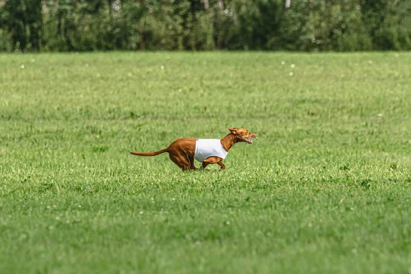 Собака Быстро Бежит Зеленому Полю Соревнованиях — стоковое фото
