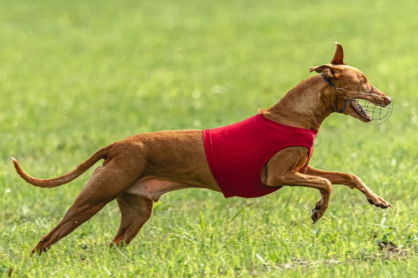 Stock image Dog running fast on green field at lure coursing competition