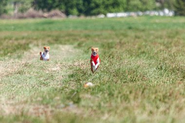 Basenji köpekleri sahada kırmızı beyaz ceketle koşuyor.