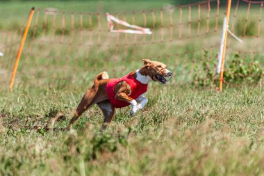 Basenji köpeği yeşil alanda kırmızı ceketle koşuyor.