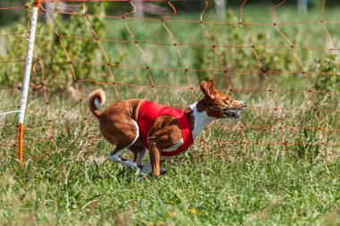 Basenji köpeği yeşil alanda kırmızı ceketle koşuyor.