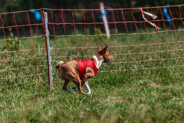 Basenji köpeği yeşil alanda kırmızı ceketle koşuyor.