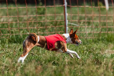 Basenji köpeği yeşil alanda kırmızı ceketle koşuyor.