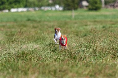 Basenji köpekleri sahada kırmızı beyaz ceketle koşuyor.