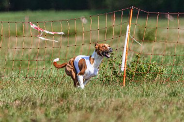 Basenji köpeği yeşil alanda beyaz ceketle koşuyor.