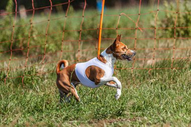 Basenji köpeği yeşil alanda beyaz ceketle koşuyor.