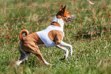 Basenji köpeği yeşil alanda beyaz ceketle koşuyor.