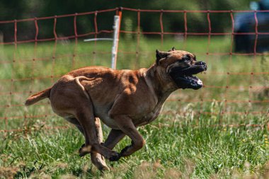 Cane Corso tarlada koşuyor.