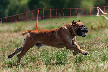 Cane Corso tarlada koşuyor.