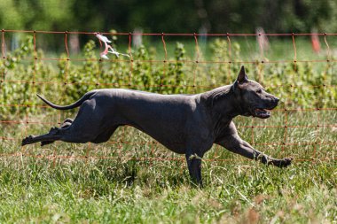 Thai ridgeback son sürat tuzak kurma sporunda çalışıyor