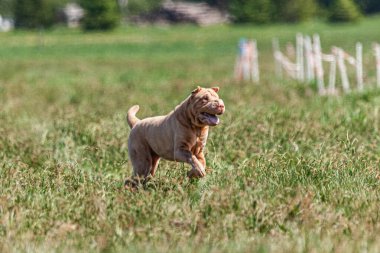 Yazın yeşil alanda gezinen köpek yemi.