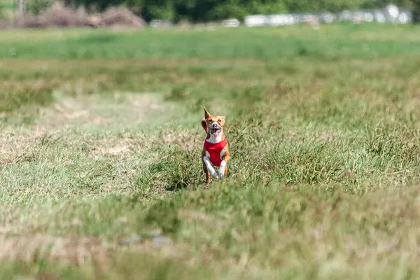 Basenji köpeği yeşil alanda kırmızı ceketle koşuyor.