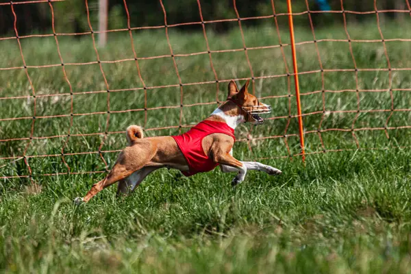 Basenji köpeği yeşil alanda kırmızı ceketle koşuyor.