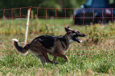 Köpeklerin koşması ve kovalaması köpek sporu için yem.