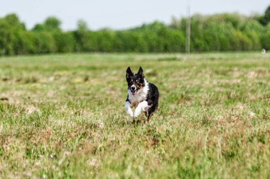 Köpeklerin koşması ve kovalaması köpek sporu için yem.