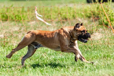 Cane Corso tarlada koşuyor.