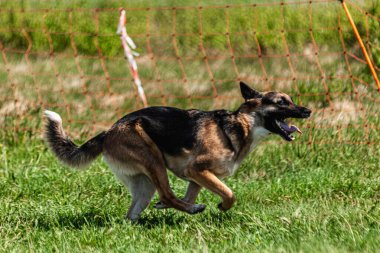Köpeklerin koşması ve kovalaması köpek sporu için yem.