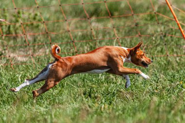 Basenji yavrusu ilk kez yarışmada sahada koşuyor.