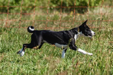Basenji yavrusu ilk kez yarışmada sahada koşuyor.