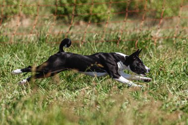 Basenji yavrusu ilk kez yarışmada sahada koşuyor.