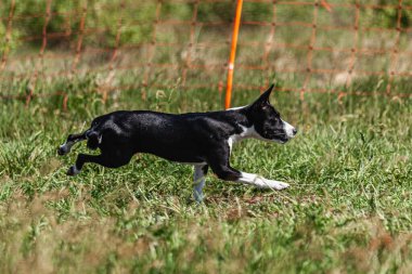 Basenji yavrusu ilk kez yarışmada sahada koşuyor.