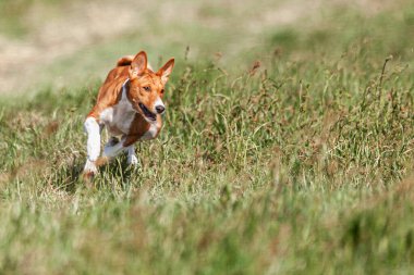 Basenji yavrusu ilk kez yarışmada sahada koşuyor.