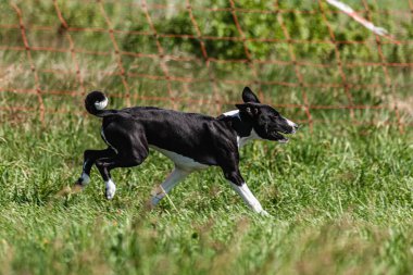 Basenji yavrusu ilk kez yarışmada sahada koşuyor.