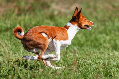Basenji yavrusu ilk kez yarışmada sahada koşuyor.