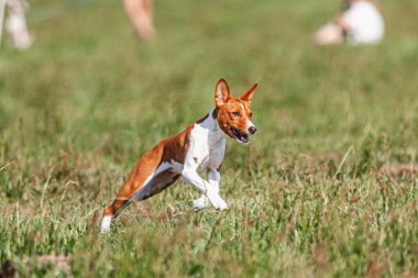 Basenji yavrusu ilk kez yarışmada sahada koşuyor.