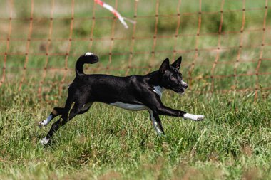 Basenji yavrusu ilk kez yarışmada sahada koşuyor.