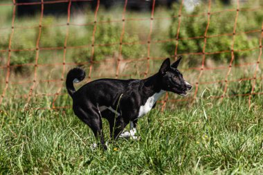 Basenji yavrusu ilk kez yarışmada sahada koşuyor.