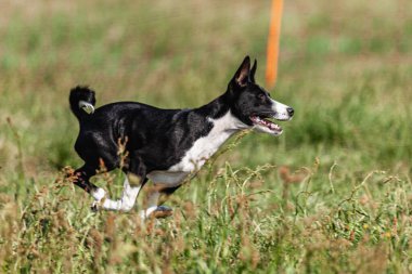 Basenji yavrusu ilk kez yarışmada sahada koşuyor.