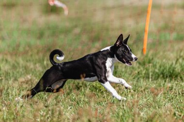 Basenji yavrusu ilk kez yarışmada sahada koşuyor.