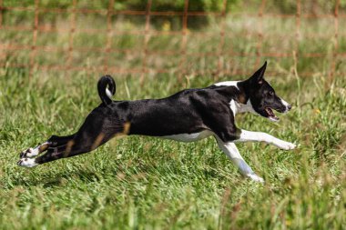 Basenji yavrusu ilk kez yarışmada sahada koşuyor.