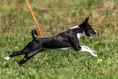 Basenji yavrusu ilk kez yarışmada sahada koşuyor.