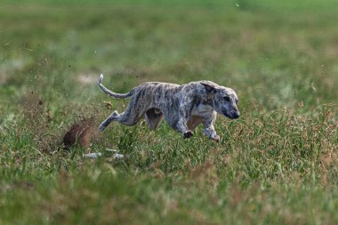 Kırbaç koşucusu köpek sahada koşuyor ve kovalıyor.