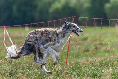 Borzoi köpeği koşuyor ve yeşil alanda yem kovalıyor.