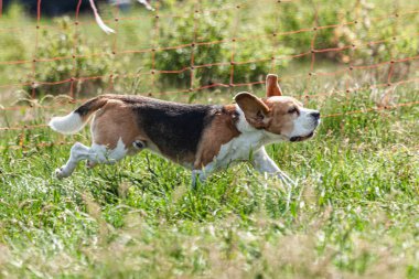 Yeşil alanda köpek koşuyor ve takip ediyor.