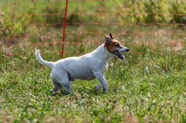 Yeşil alanda köpek koşuyor ve takip ediyor.