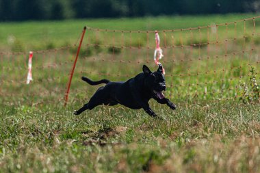 Yeşil alanda köpek koşuyor ve takip ediyor.